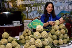 Lang Son promotes local Chi Lang custard-apple in Hanoi 