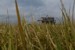 Thailand likely to miss this year’s rice export target