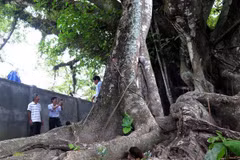 Six more trees recognised as national heritage tree