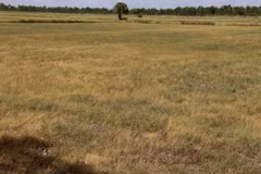 Droughts hit Thailand’s rice sector