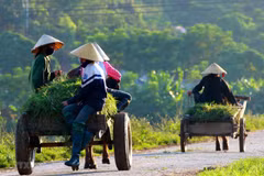Soc Trang has 33 new-style rural communes