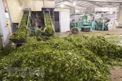 Ancient tea tree in Yen Bai honoured