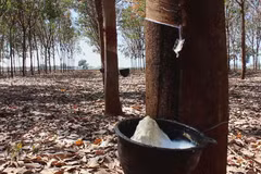 DTN: Thailand becomes world’s biggest rubber exporter