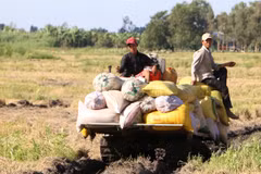 Summer-autumn rice yield increases in southern region
