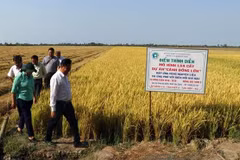 Kien Giang province increases rice output