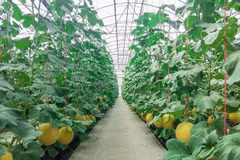 Ha Nam holds investment promotion event in RoK
