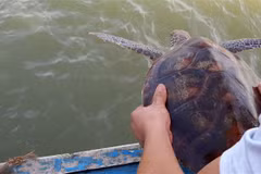 Nghe An: Rare green sea turtle returned to nature