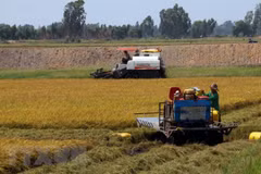 Project helps Hau Giang farmers adopt sustainable production practices