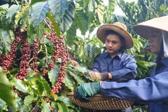 Sustainable coffee production project benefits Lam Dong farmers
