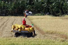 Mekong Delta enjoys good start to rice harvest