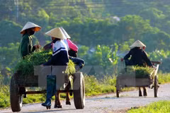 Over 5,400 communes nationwide become new-style rural areas