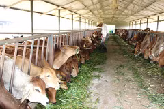 Husbandry industry drives to industrialisation