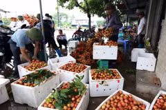 Hai Duong aims to harvest 40,000 tonnes of litchi in 2019
