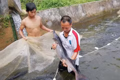 Caged-sturgeon breeding brings high incomes to mountainous farmers
