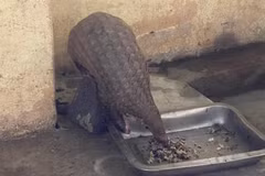 A Java pangolin in Tay Ninh forest ranger station (Photo: VNA)
