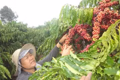 A farmer harvests coffee in Kon Tum province (Photo: VNA)