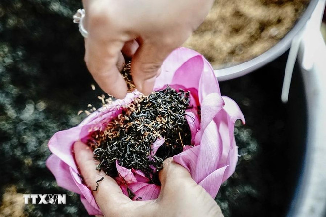 The craft of making lotus tea in Quang An has a long history, closely associated with the famous West Lake area. (Photo: VNA) Sen.webp