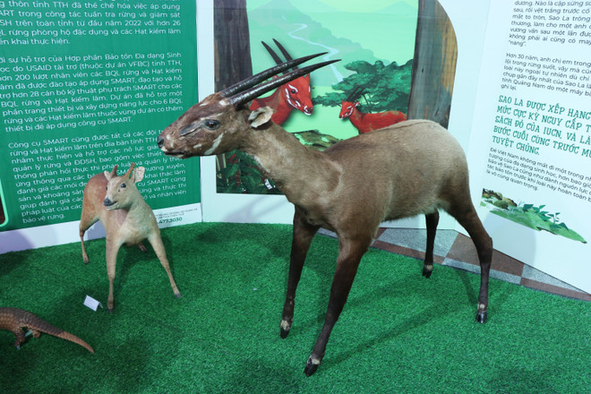 The best biospecimen of saola on showcase at the exhibition (Photo: VNA) vna_potal_trien_lam_vi_su_song_ben_vung_cho_thien_nhien_va_con_nguoi_7418041.jpg