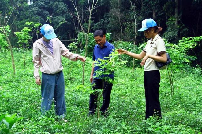 During 2023-2025, the central province of Quang Binh received 235 billion VND (9.45 million USD) for its efforts to reduce greenhouse emissions, contributing to managing and protecting forest sustainably. (Photo: VNA) Quang Binh.webp