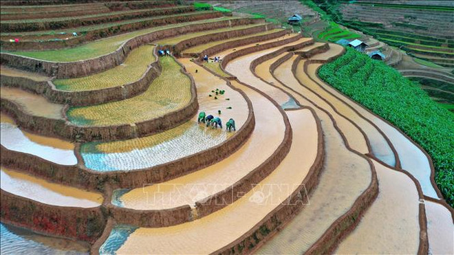 People work on terraced rice fields in Mu Cang Chai, Yen Bai province. Agricultural cultivation is the primary livelihood for the ethnic minority communities in the district. (Photo: VNA) Festival-du-luon-mu-cang-chai-2882024a.jpg