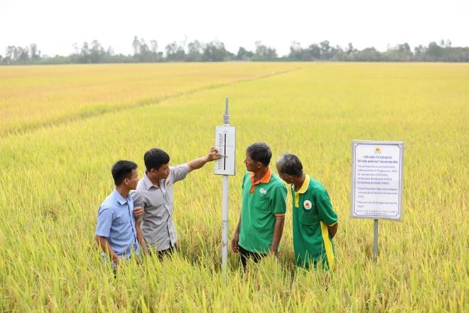 Vietnam is developing one million hectares of high-quality, and low-carbon rice fields in the Mekong Delta region. (Photo: VietnamPlus) low carbon.webp