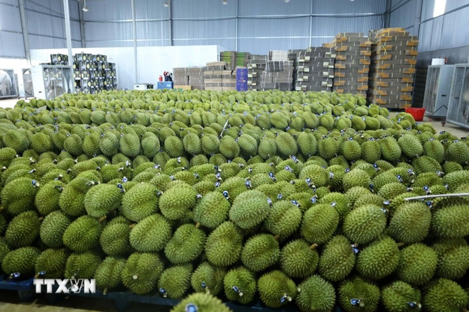 Vietnam now has around 150,000 hectares of durian, harvesting the tropical fruit all year round. (Photo: VNA) snkkz70g.png