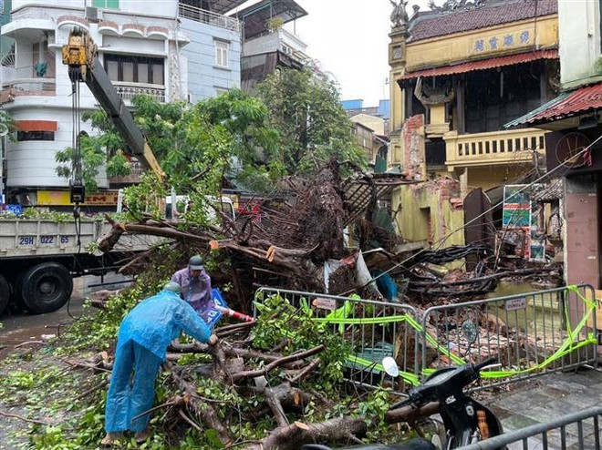 A uprooted tree in Hanoi due to the storm impact. (Photo: VNA) storm3.jpg