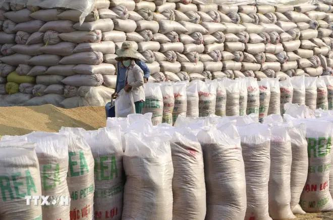 Vietnam's rice export prices have reached the highest levels globally, surpassing those of Thailand, Pakistan, and other major exporters. (Photo: VNA) xuat_khau_gao (1).webp