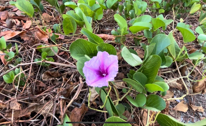 Sea Water Morning Glory is a popular plant on the island. (Photo: VNA) sinh ton dong 5.webp