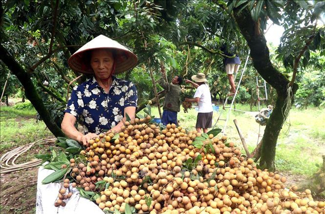 Farrmers in Hong Nam commune, Hung Yen city is harvesting longan. (Photo: VNA) hung-yen2-040824.jpg
