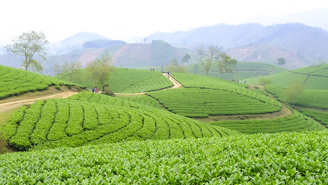 Long Coc tea-growing area. (Photo: baophutho.vn) longcoc.jpg