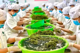 Sea grape grower paves ways for Vietnamese products to reach global markets
