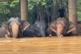 Over 100 elephants are evacuated from a popular elephant sanctuary in northern Thailand (Photo: https://www.thestar.com.my/)