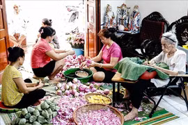 The traditional craft of making lotus-scented tea in Quang An ward, Tay Ho district becomes a symbol of Hanoi's culinary culture. (Photo: VNA)
