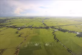 A rice field in the Mekong Delta region viewed from above. (Photo: VNA)