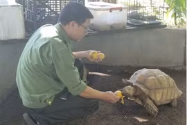 Staff from the station feed a turtle which was rescued from a trap.(Photo plo.vn)