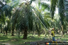 The project will reach children and young people as well as their families, both documented and undocumented, living and working in and around oil palm plantations in Tawau, Sabah. (Photo: https://www.freemalaysiatoday.com/)