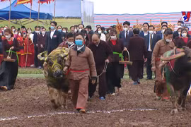 President attends ploughing festival in Ha Nam