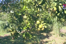 Central region expanding organic farming