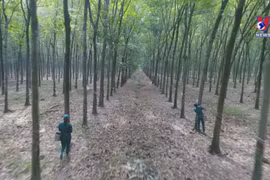 Vietnam – RoK’s third biggest rubber supplier