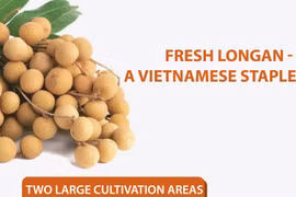 Fresh longan - A Vietnamese staple