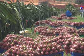 Agro-forestry-fisheries exports triple in Q1