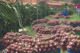 Agro-forestry-fisheries exports triple in Q1