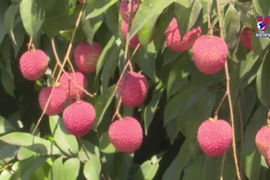 Hung Yen egg-shaped lychees selling like hot cakes