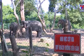 Efforts to conserve elephants in Dak Lak