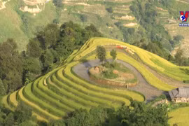 A glimpse of Ha Giang during golden rice season