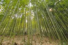 Bamboo diplomacy - A legacy of Vietnam
