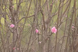 Peach blossoms helping improve Hoa Binh farmers’ incomes