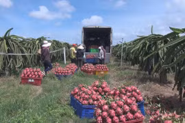 Agro-forestry-fishery exports reach new high amid pandemic