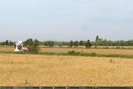 Agricultural sector continues to be economy's pillar